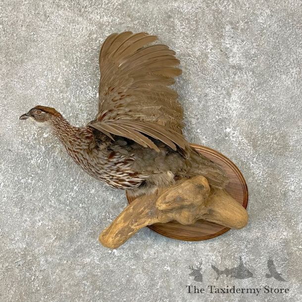 Erckel's Francolin Bird Mount For Sale #24121 @ The Taxidermy Store