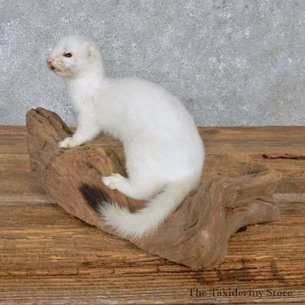 White Weasel Life-Size Mount For Sale #14894 @ The Taxidermy Store