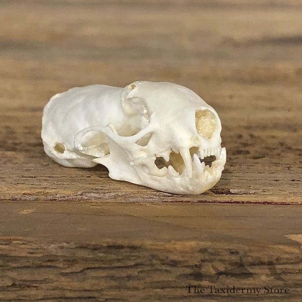 Ermine Full Skull Taxidermy Mount For Sale #19830 @ The Taxidermy Store