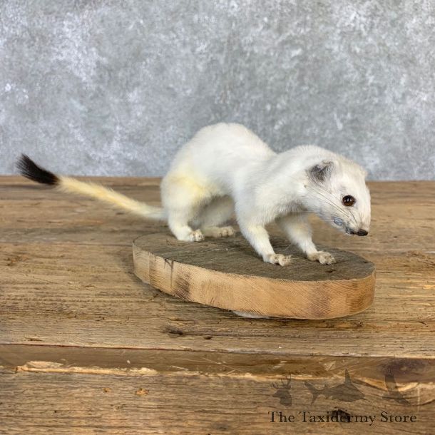Ermine Life-Size Mount For Sale #21844 @ The Taxidermy Store