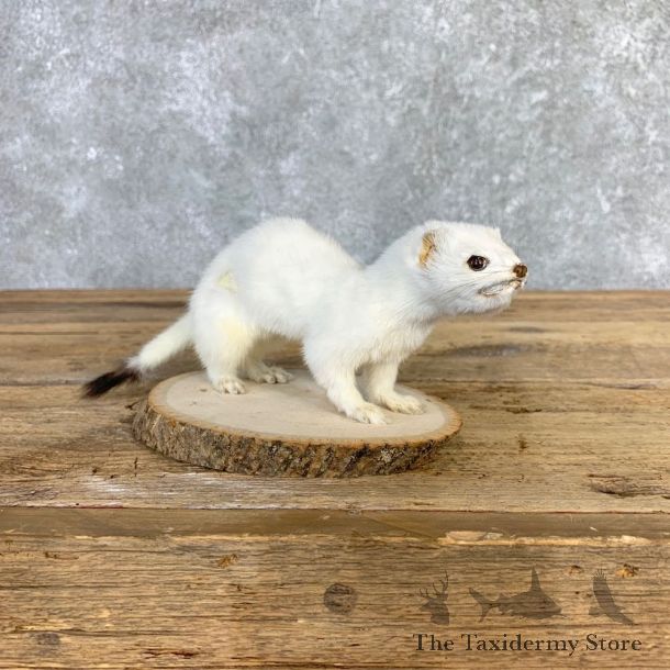 Ermine Life-Size Mount For Sale #21845 @ The Taxidermy Store