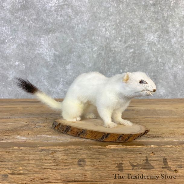 Ermine Life-Size Mount For Sale #21846 @ The Taxidermy Store