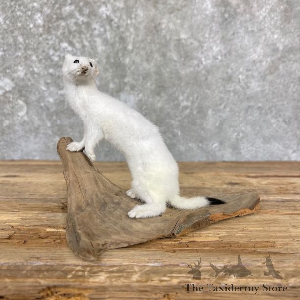 Ermine Life-Size Mount For Sale #26398 @ The Taxidermy Store