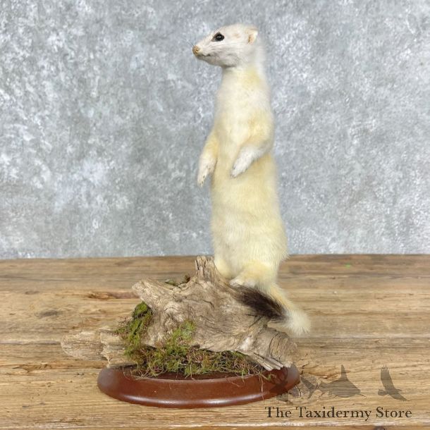 Ermine Life-Size Mount For Sale #26790 - The Taxidermy Store