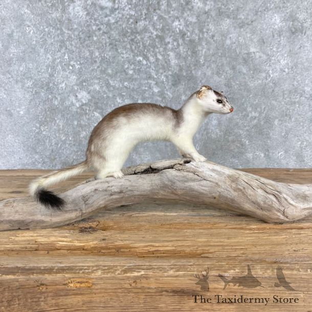 Ermine Life-Size Mount For Sale #27182 @ The Taxidermy Store