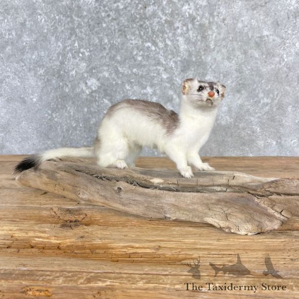Ermine Life-Size Mount For Sale #27183 @ The Taxidermy Store