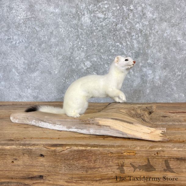 Ermine Life-Size Mount For Sale #27185 @ The Taxidermy Store