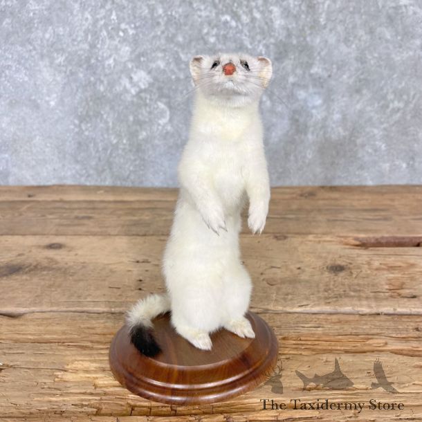Ermine Life-Size Mount For Sale #27187 - The Taxidermy Store