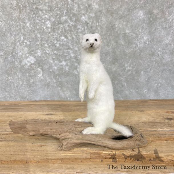 Ermine Life-Size Taxidermy Mount For Sale #26399 - The Taxidermy Store