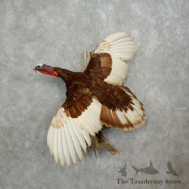 Erythristic Turkey Life Size Taxidermy Mount #17893 For Sale @ The Taxidermy Store