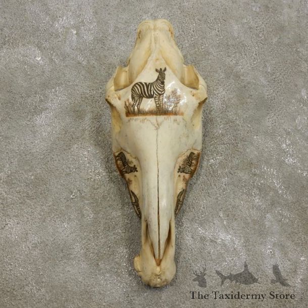 African Etched Zebra Skull Mount #17553 For Sale @ The Taxidermy Store
