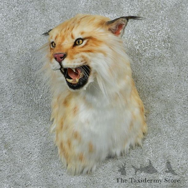 Eurasian Lynx Taxidermy Shoulder Mount #12906 For Sale @ The Taxidermy Store