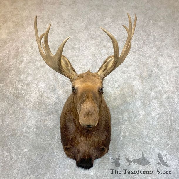 Eurasian Elk Shoulder Taxidermy Mount For Sale #23597 @ The Taxidermy Store