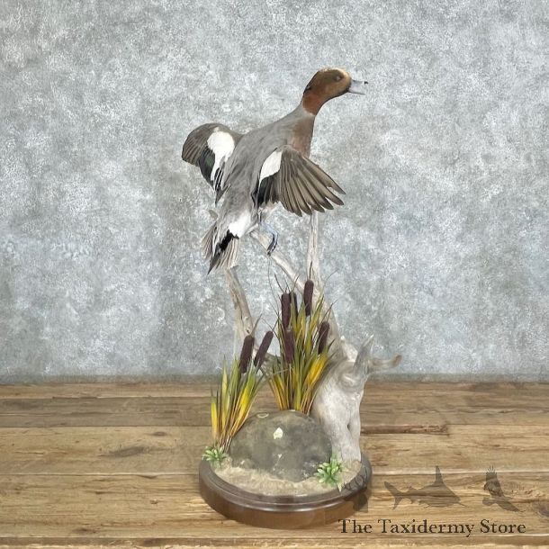 Eurasian Wigeon Duck Bird Mount For Sale #27360 @ The Taxidermy Store
