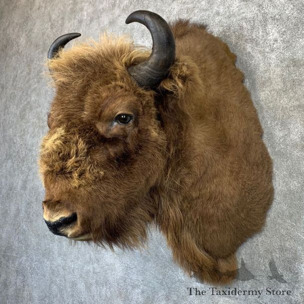 European Bison/Wisent Shoulder Mount For Sale #21186 @ The Taxidermy Store
