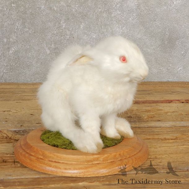European Bunny Life-Size Taxidermy Mount For Sale #21030 @ The Taxidermy Store
