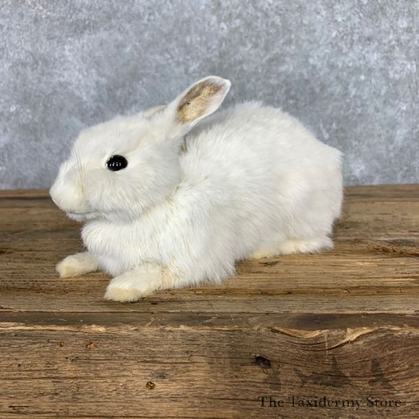 European Rabbit Life-Size Taxidermy Mount For Sale #23471 @ The Taxidermy Store