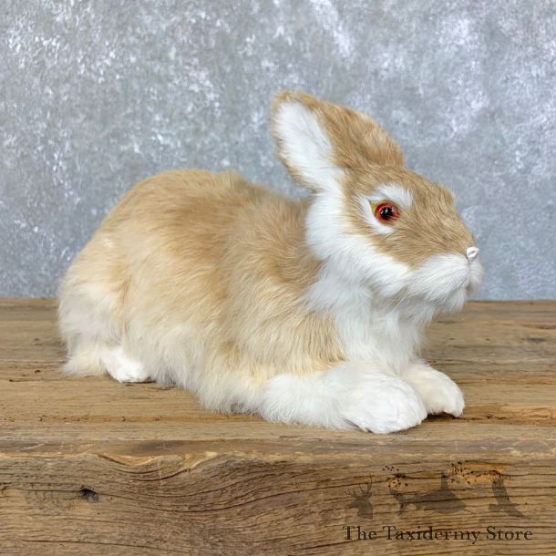 European Rabbit Life-Size Taxidermy Mount For Sale #23923 @ The Taxidermy Store