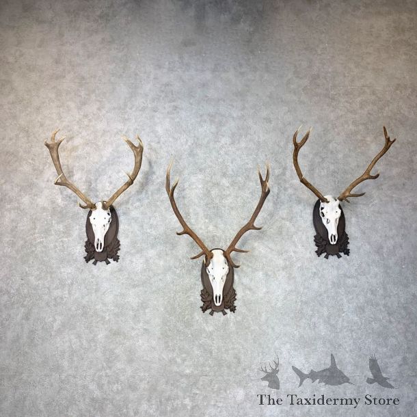 European Red Stag Skull Display For Sale #24019 @ The Taxidermy Store