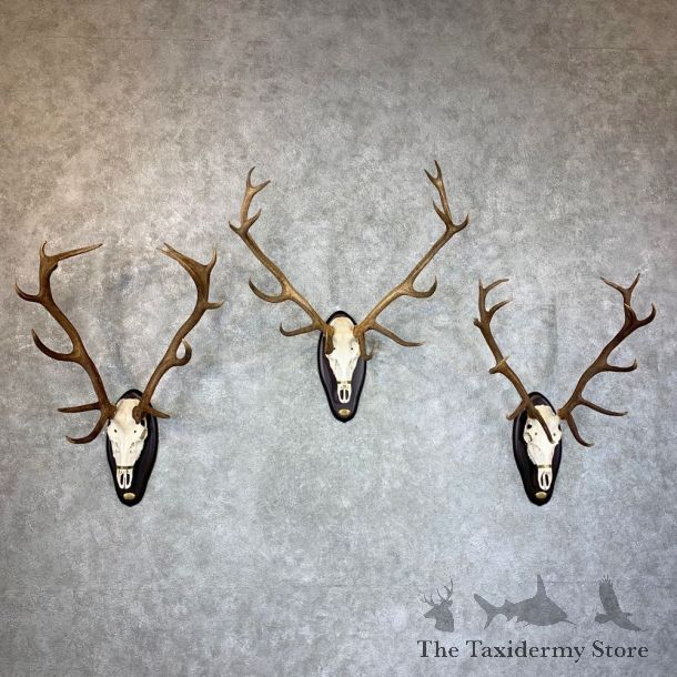 European Red Stag Skull Display For Sale #23521 @ The Taxidermy Store
