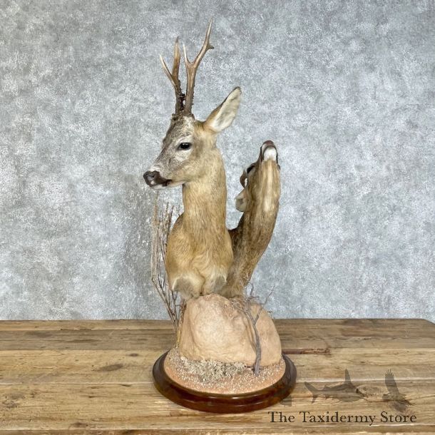 Roe Deer Taxidermy Pedestal Mount For Sale #25819 @ The Taxidermy Store