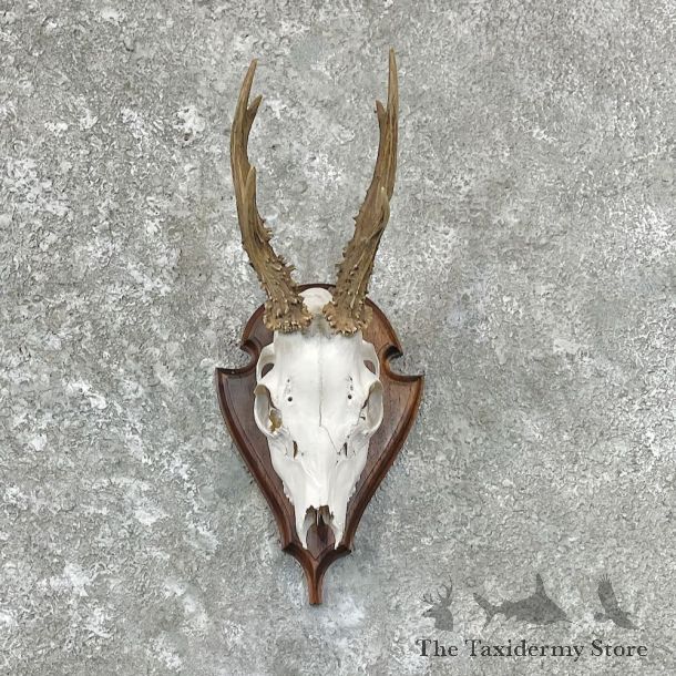 European Roe Deer Skull Mount For Sale #27046 @ The Taxidermy Store