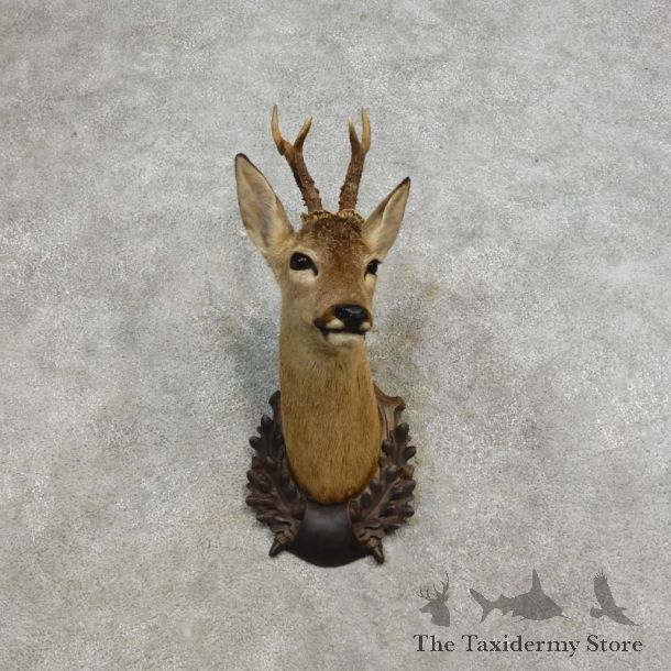 European Roe Deer Taxidermy Mount For Sale - 17274 - The Taxidermy Store