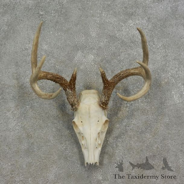 Whitetail Deer Skull European Mount For Sale #17082 @ The Taxidermy Store