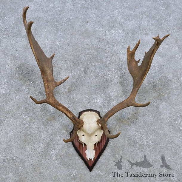 Fallow Deer Skull Antler European Mount For Sale #14541 @ The Taxidermy Store
