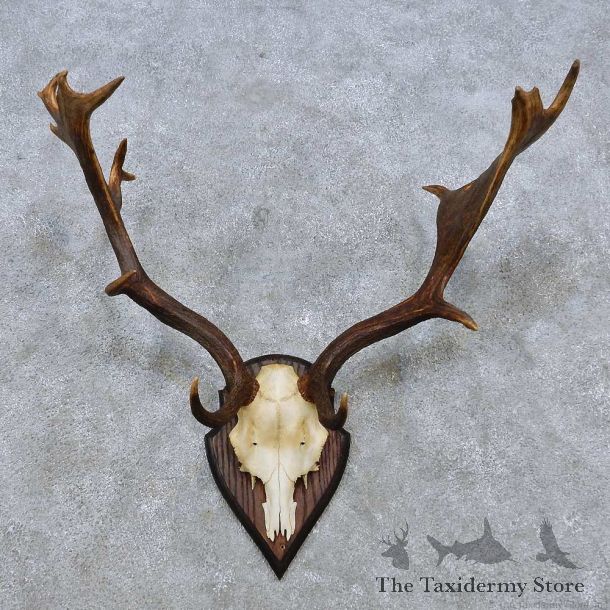 Fallow Deer Skull Antler European Mount For Sale #14549 @ The Taxidermy Store