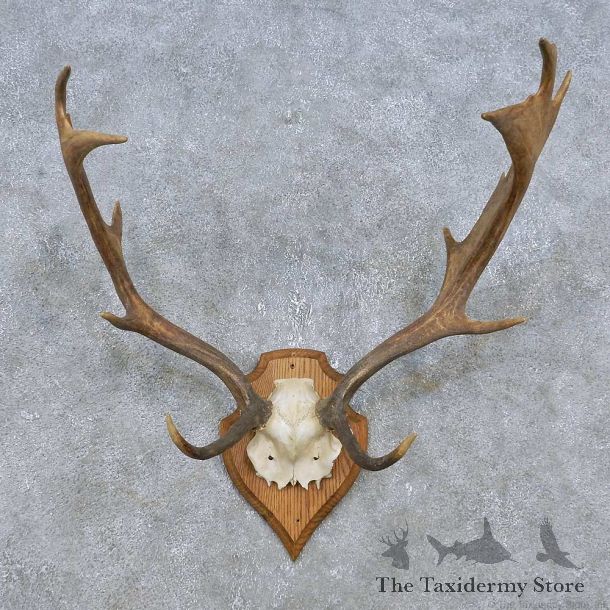 Fallow Deer Skull Antler European Mount For Sale #14783 @ The Taxidermy Store