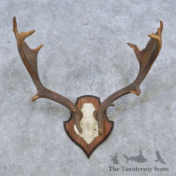 Fallow Deer Skull Antler European Mount For Sale #14784 @ The Taxidermy Store