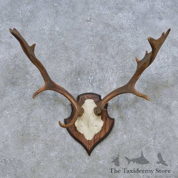 Fallow Deer Skull Antler European Mount For Sale #14785 @ The Taxidermy Store
