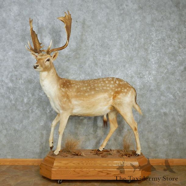 Fallow Deer Standing Life Size Taxidermy Mount #12956 For Sale @ The Taxidermy Store