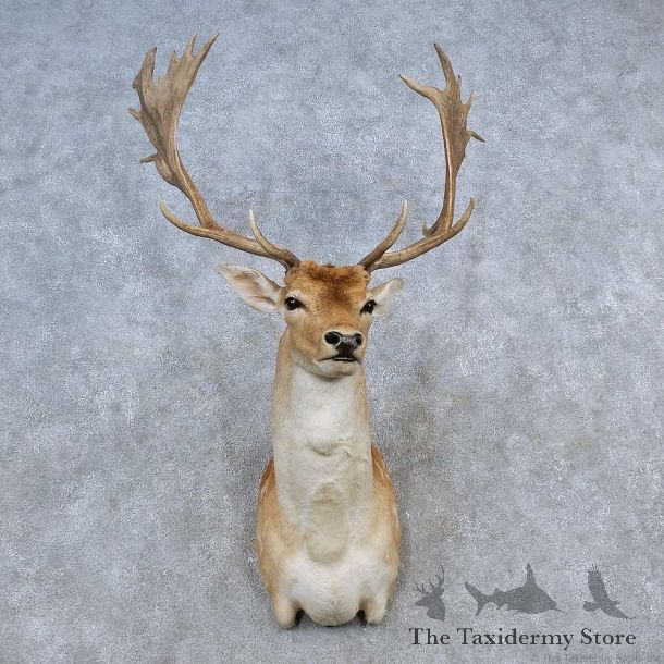 Fallow Deer Shoulder Mount For Sale #15585 @ The Taxidermy Store