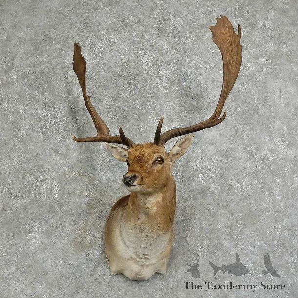 Fallow Deer Shoulder Mount For Sale #16044 @ The Taxidermy Store