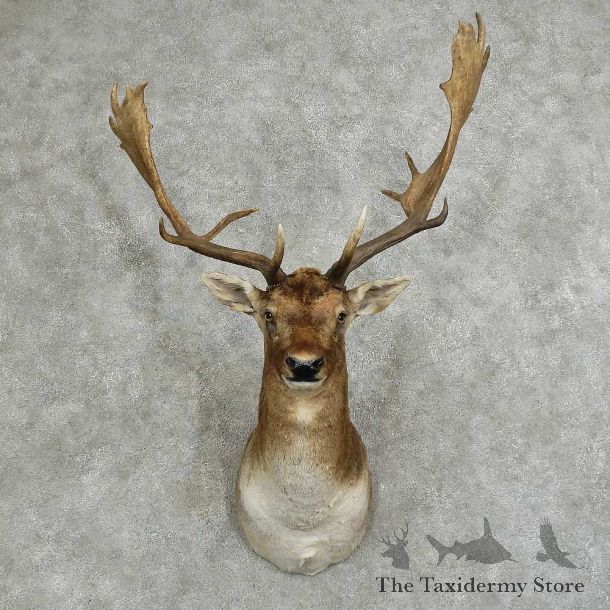 Fallow Deer Shoulder Mount For Sale #16045 @ The Taxidermy Store