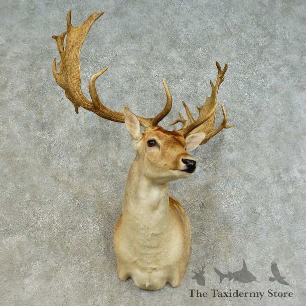 Fallow Deer Shoulder Mount For Sale #16384 @ The Taxidermy Store