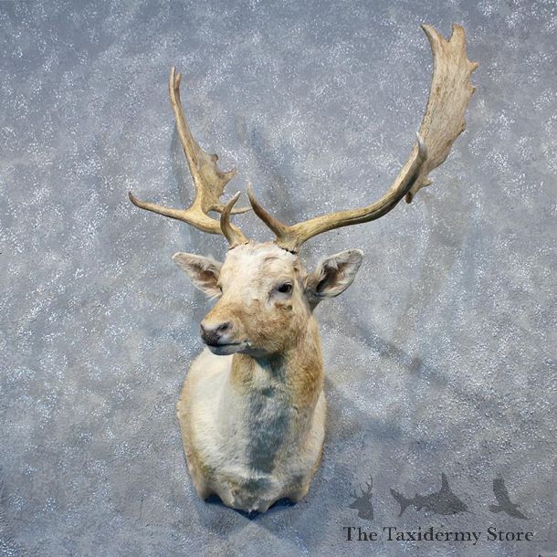 Fallow Deer Shoulder Mount #10301 For Sale @ The Taxidermy Store