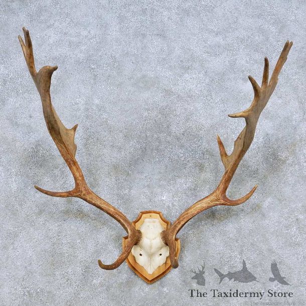 Fallow Deer Antler Plaque Taxidermy Mount For Sale #14495 @ The Taxidermy Store