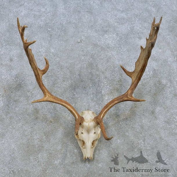 Fallow Deer Skull Antler European Mount For Sale #15155 @ The Taxidermy Store