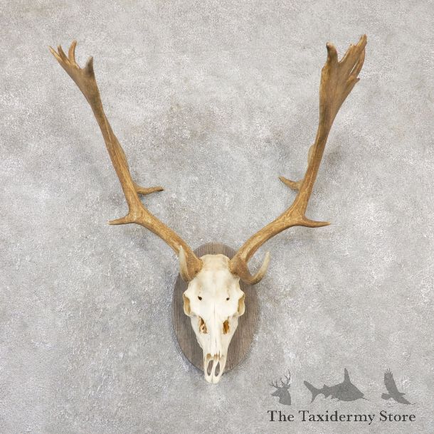 Fallow Deer Antler Plaque Taxidermy Mount For Sale #20050 @ The Taxidermy Store