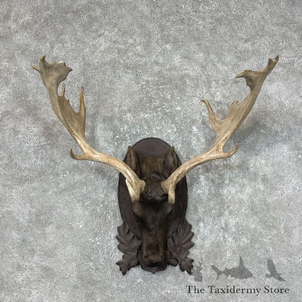 Fallow Deer Plaque For Sale #25380 @ The Taxidermy Store
