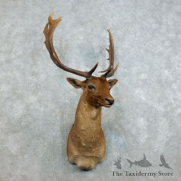 Fallow Deer Shoulder Mount For Sale #18534 @ The Taxidermy Store