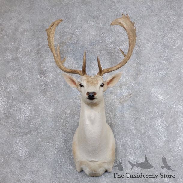 Fallow Deer Shoulder Mount For Sale #18639 @ The Taxidermy Store