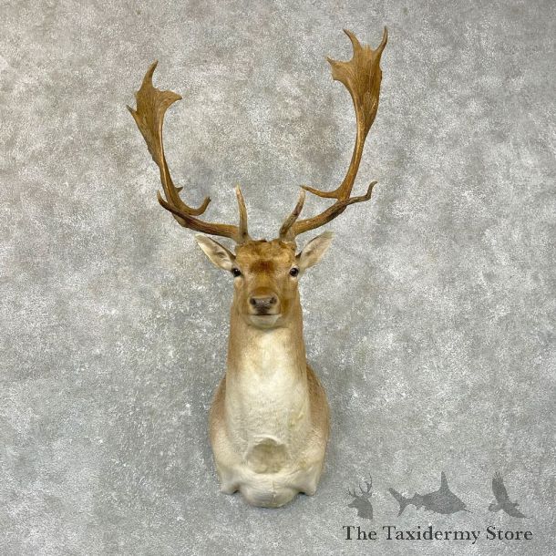 Fallow Deer Shoulder Mount For Sale #24946 @ The Taxidermy Store