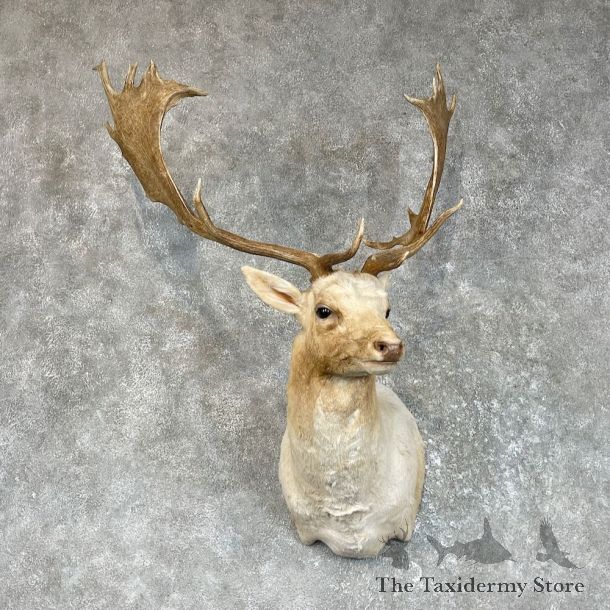 Chocolate Fallow Deer Shoulder Mount For Sale #25719 @ The Taxidermy Store