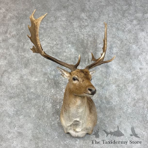 Fallow Deer Shoulder Mount For Sale #25837 @ The Taxidermy Store