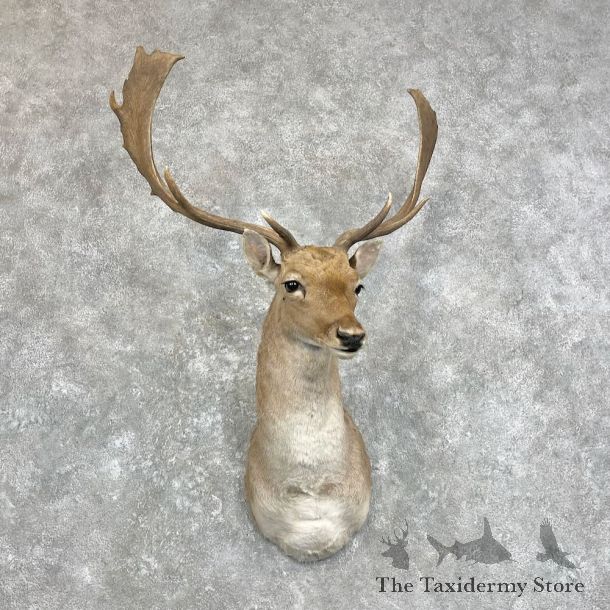 Fallow Deer Shoulder Mount For Sale #28012 @ The Taxidermy Store
