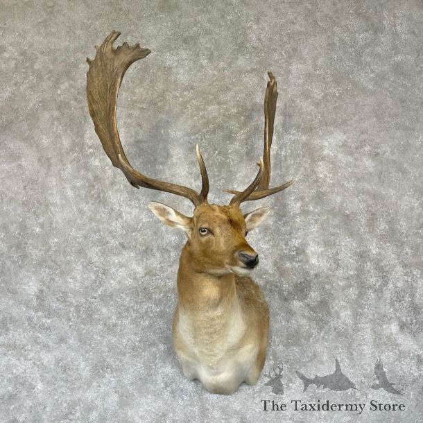 Fallow Deer Shoulder Mount For Sale #28181 @ The Taxidermy Store